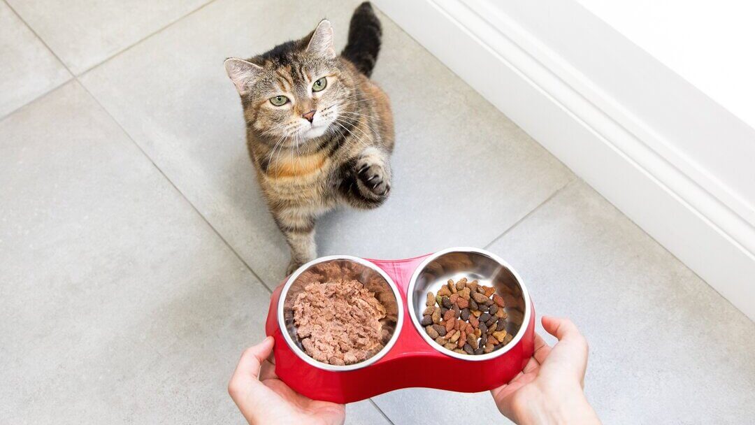 Cat waiting for food