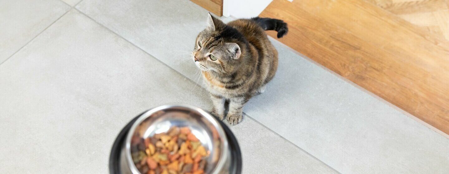 Gatto interno con cibo in ciotola