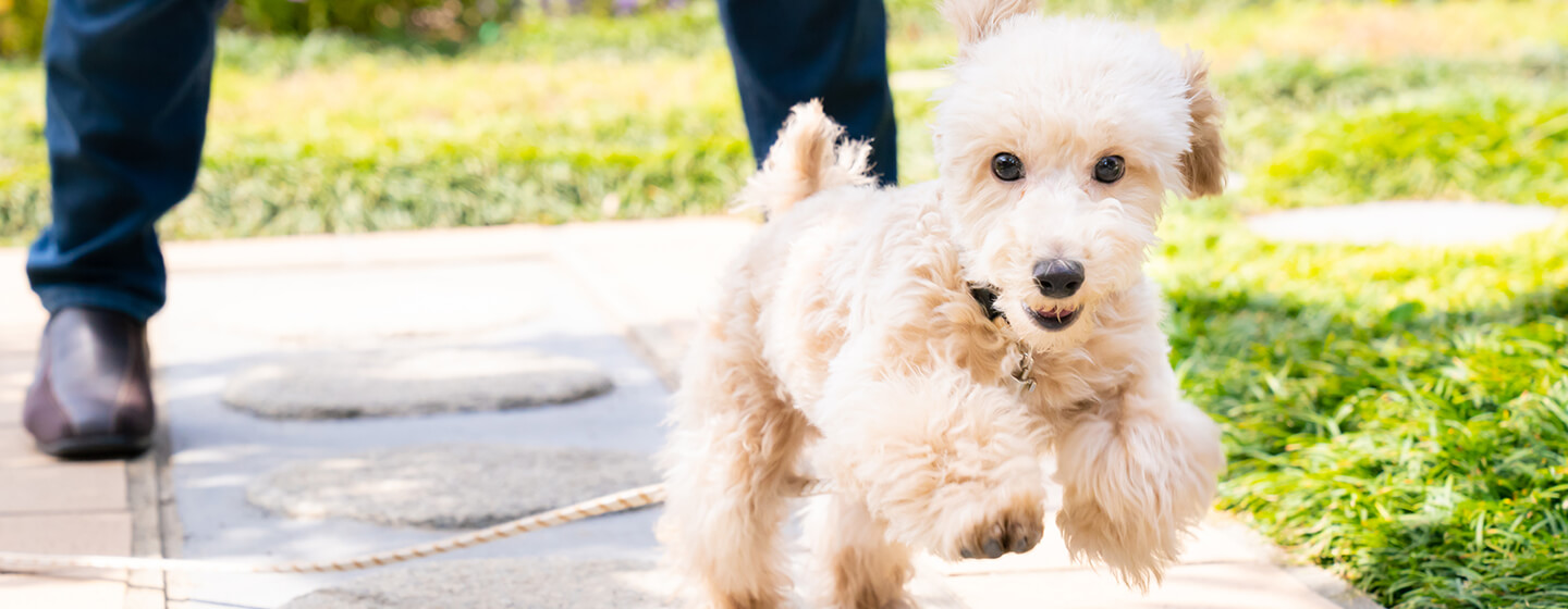 Cane che corre dal proprietario