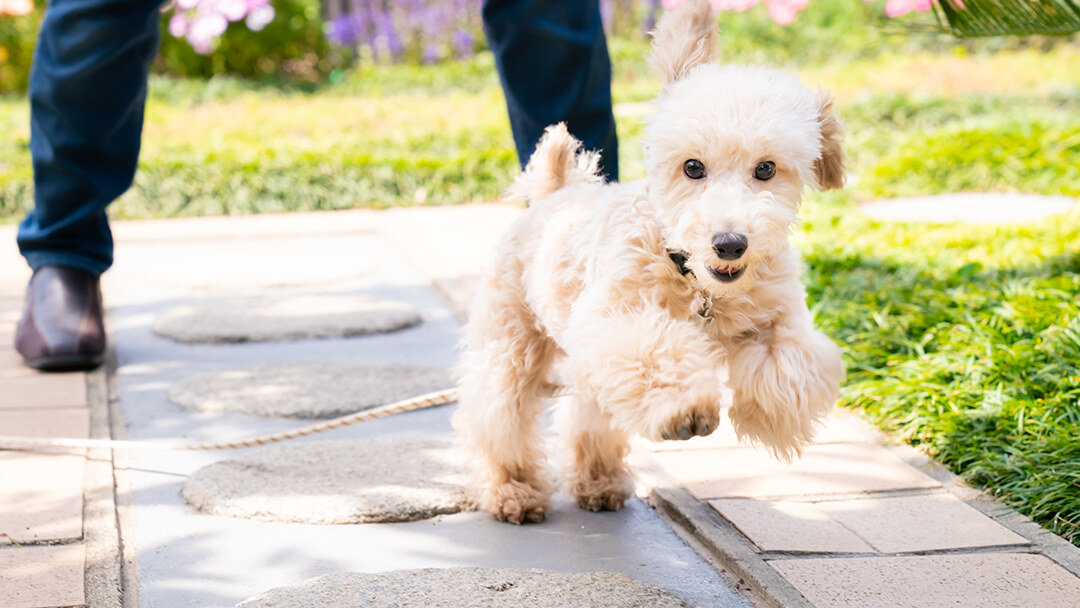 Cane che corre dal proprietario