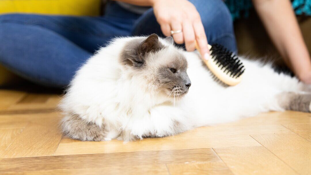 Il gatto bianco soffice è spazzolato.