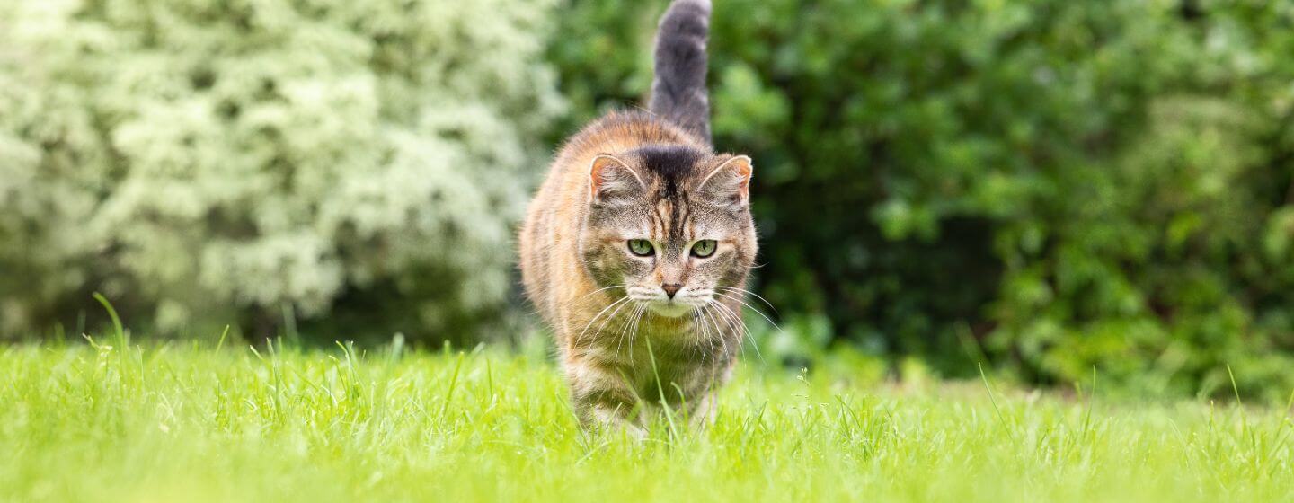 Gatto che si aggira nell'erba