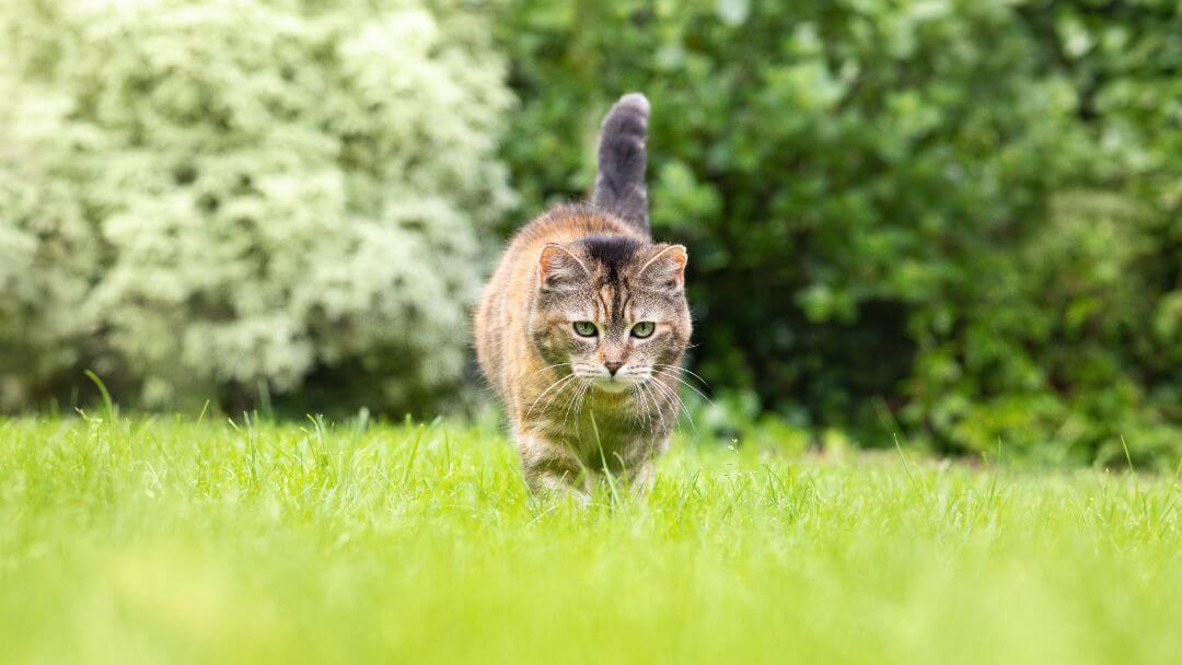 Gatto che si aggira nell'erba