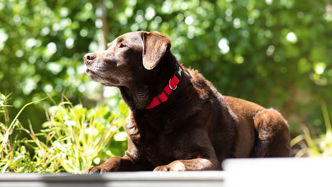 Cane marrone che posa al sole