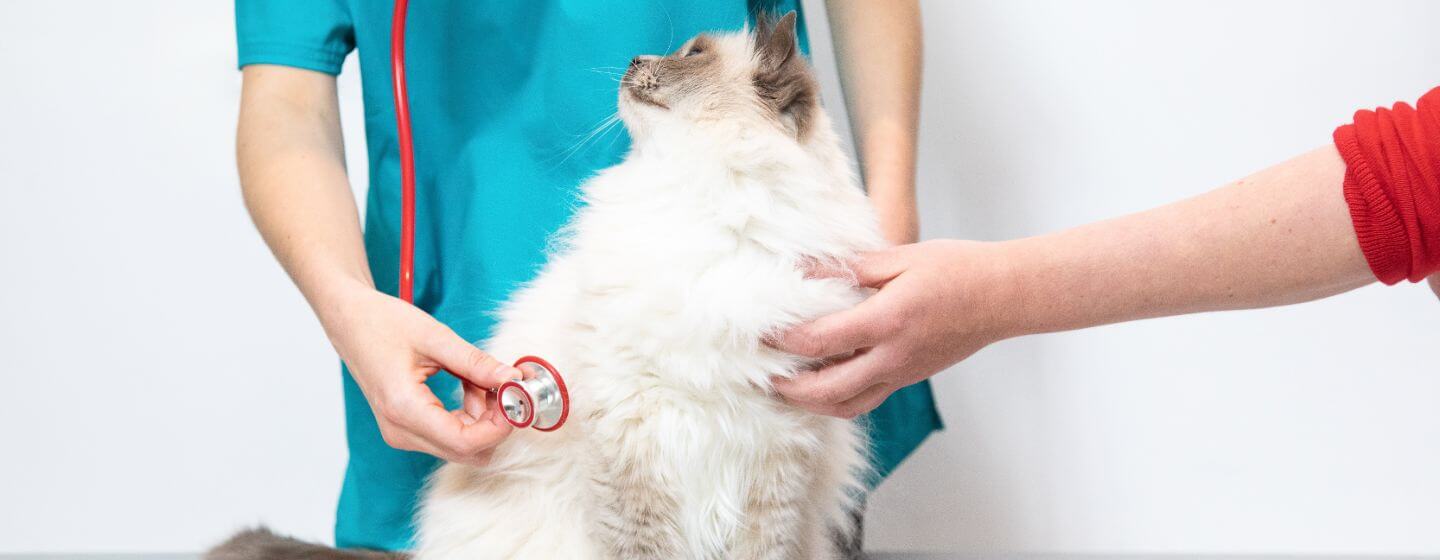 Gatto soffice che viene controllato da un veterinario.