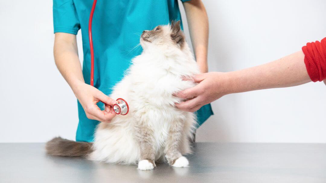 Gatto soffice che viene controllato da un veterinario.