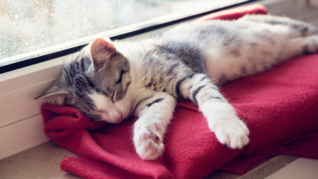 Gattino addormentato su una coperta rossa accanto alla finestra