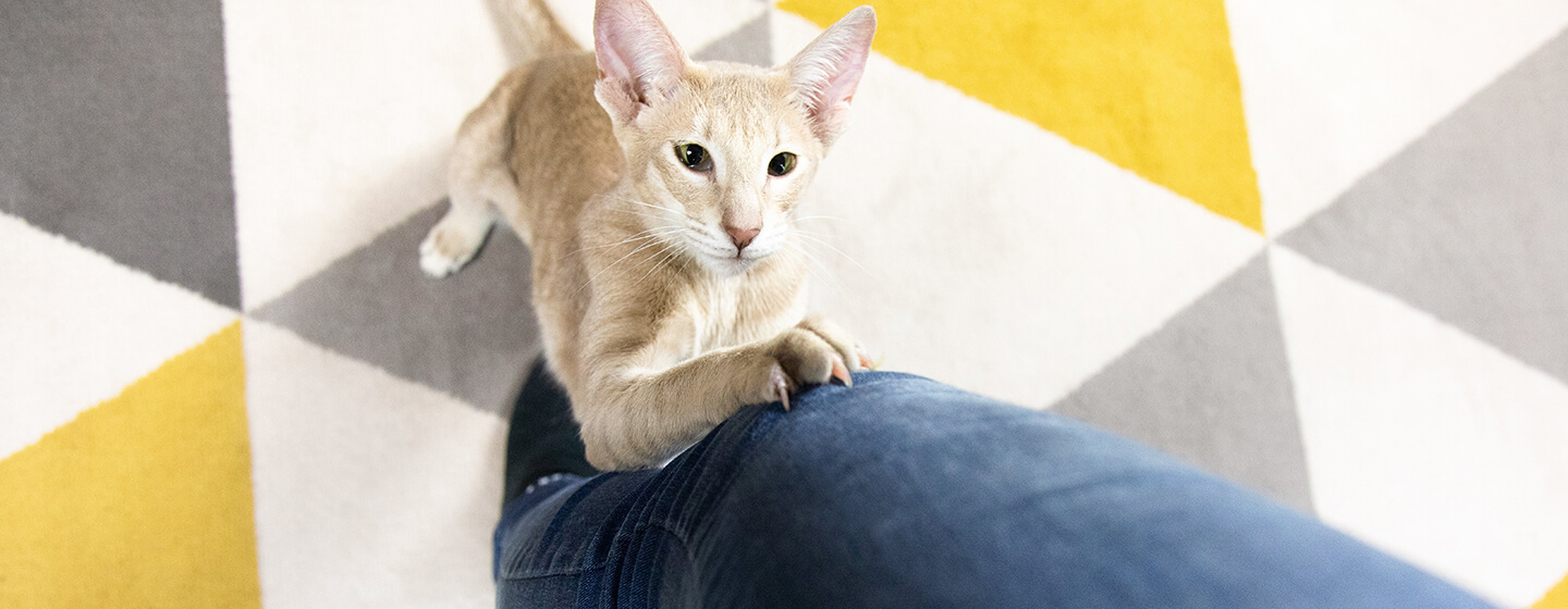 Come farsi addomesticare dal proprio gatto