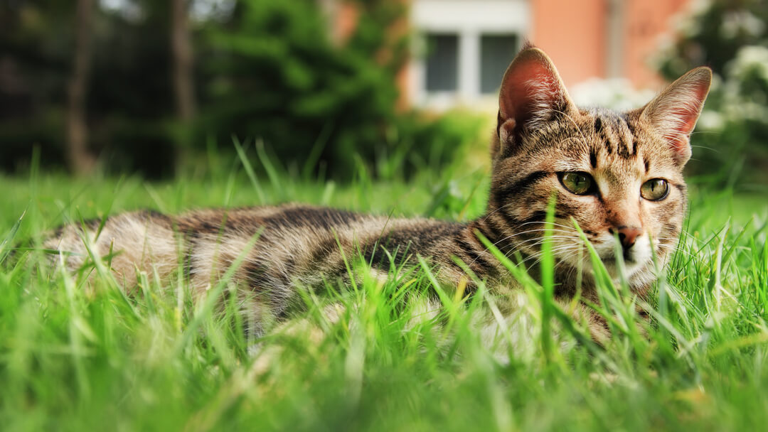 Gatto che si trova nell'erba
