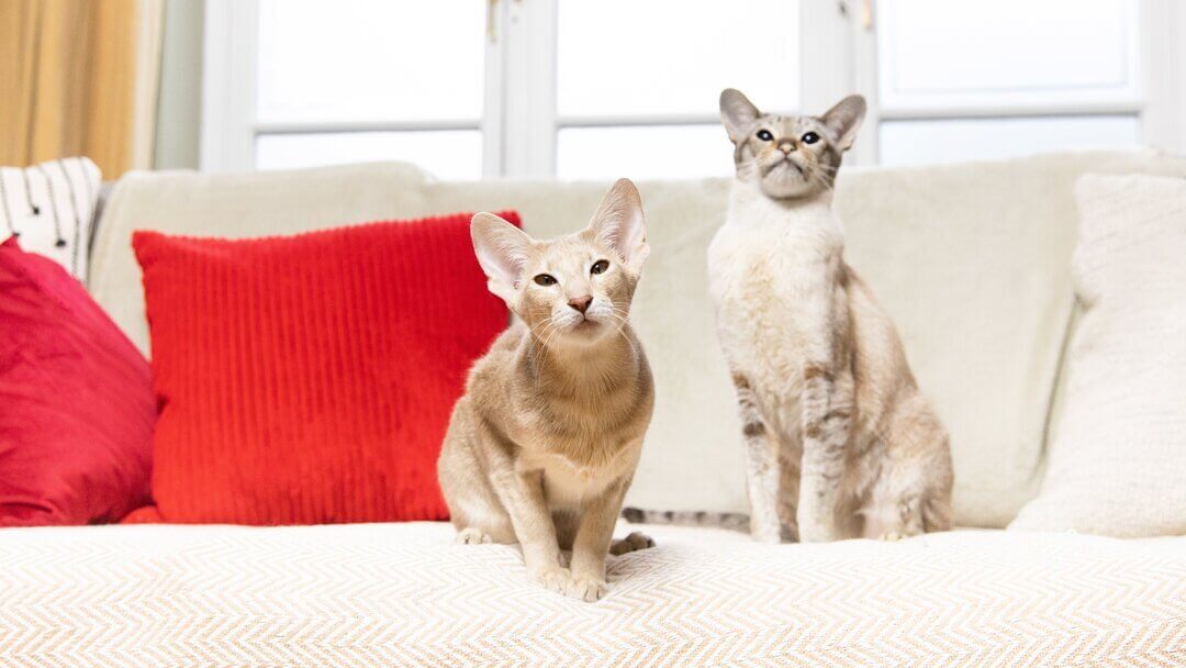 Due gatti beige seduti su un divano con un cuscino rosso.