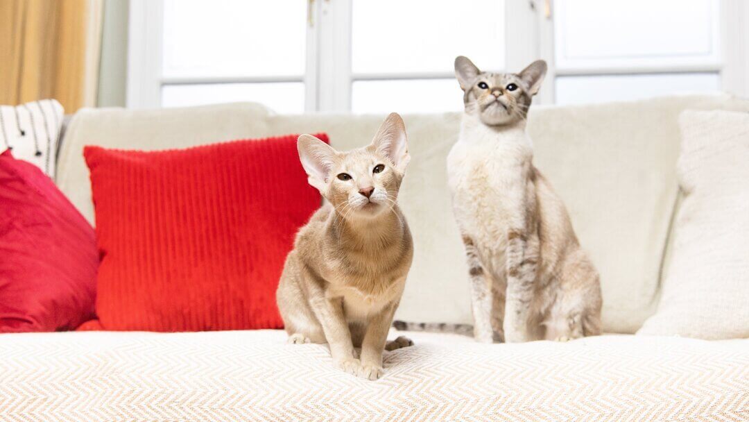 Due gatti beige seduti su un divano con un cuscino rosso.