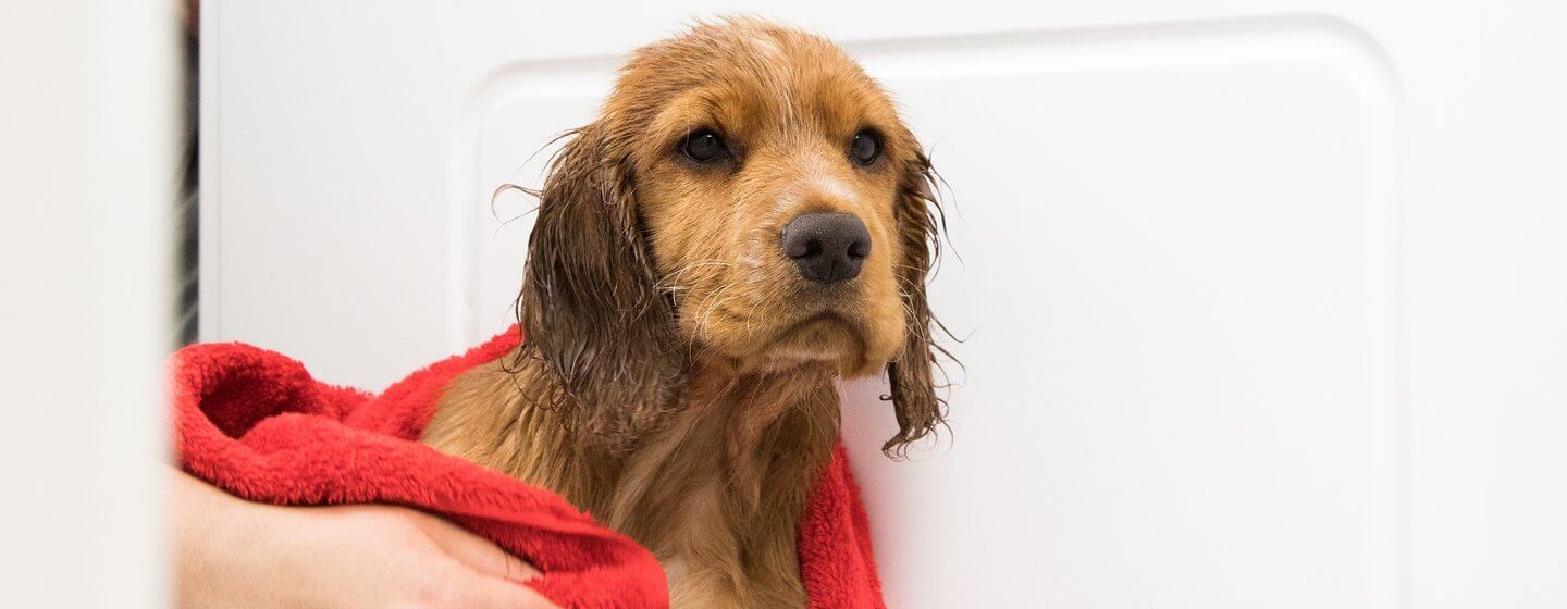 Cucciolo bagnato essiccato con un asciugamano rosso