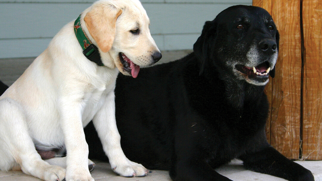 Giovane cucciolo accanto al cane più vecchio