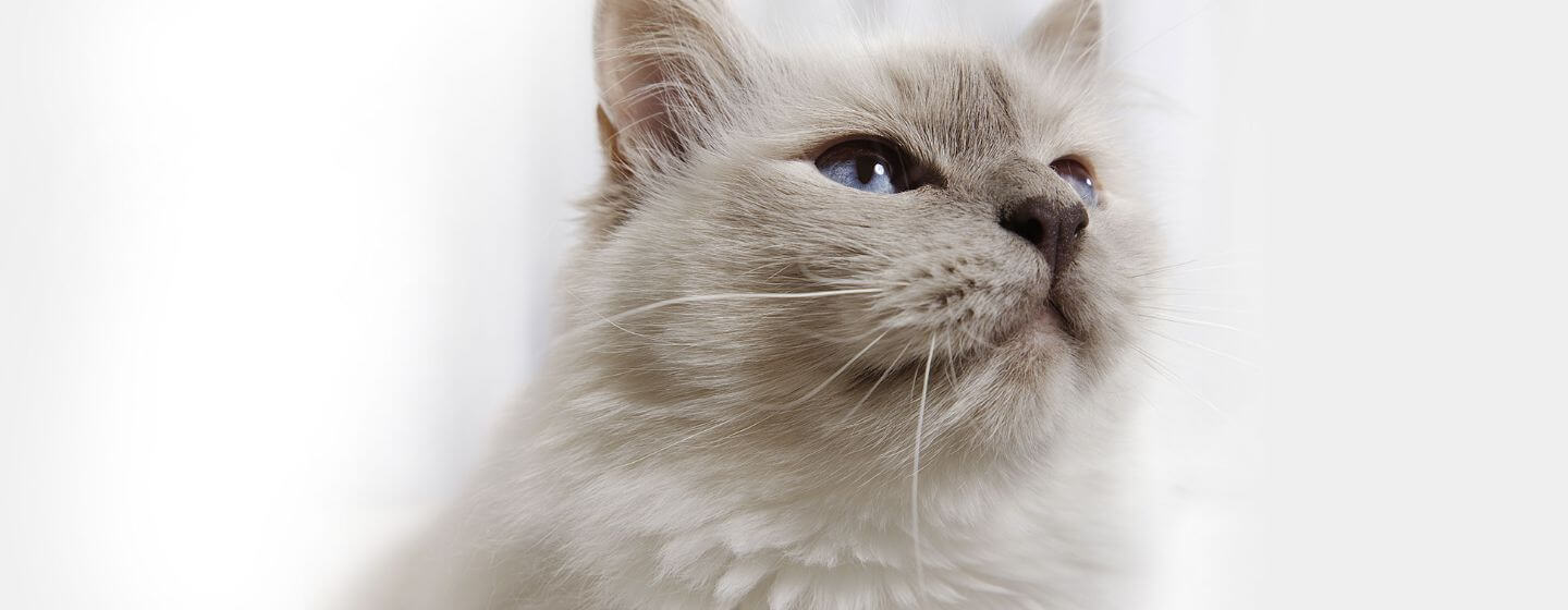 Gatto grigio lanuginoso con gli occhi azzurri.