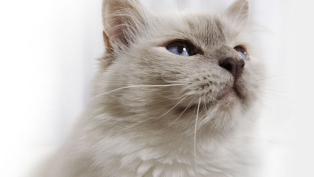 Gatto grigio lanuginoso con gli occhi azzurri.