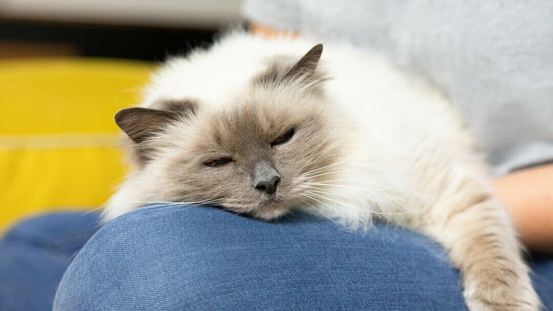 Gatto addormentato sul ginocchio del proprietario