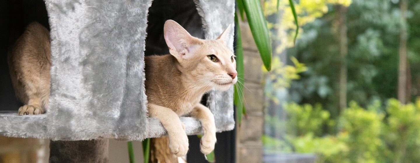 Casa a misura di gatto: come organizzare ogni stanza e fare felice