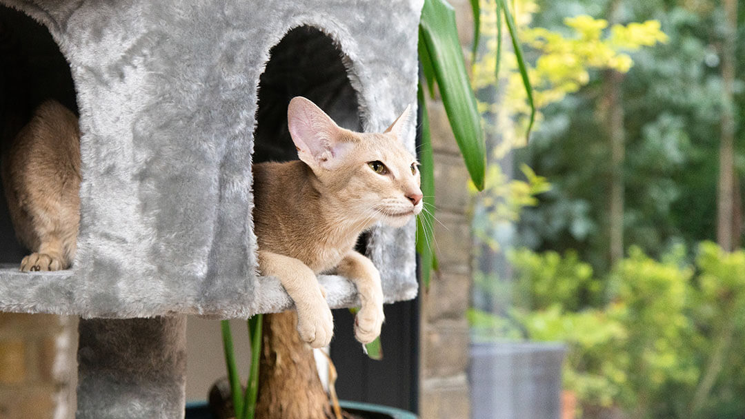 Gatto leggero frollato che si siede in un cesto di gatto grigio.