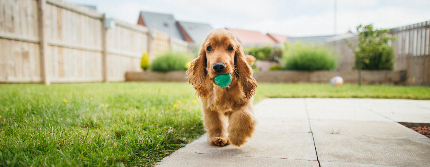 Spaniel in possesso di una palla verde