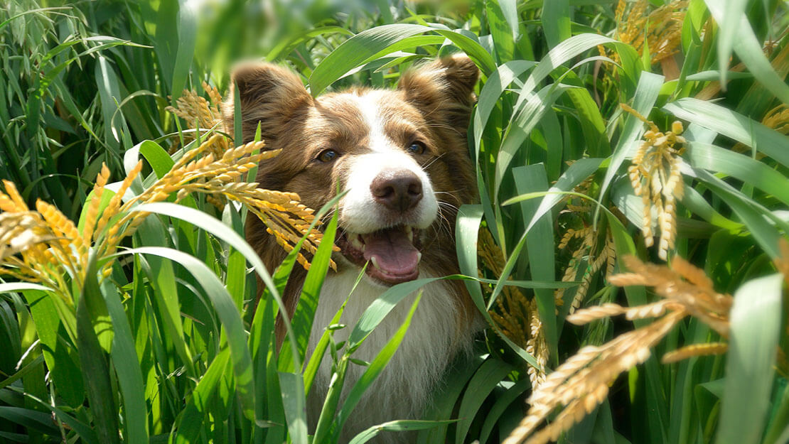 Cibo per cani Oltre la pagina dell'elenco