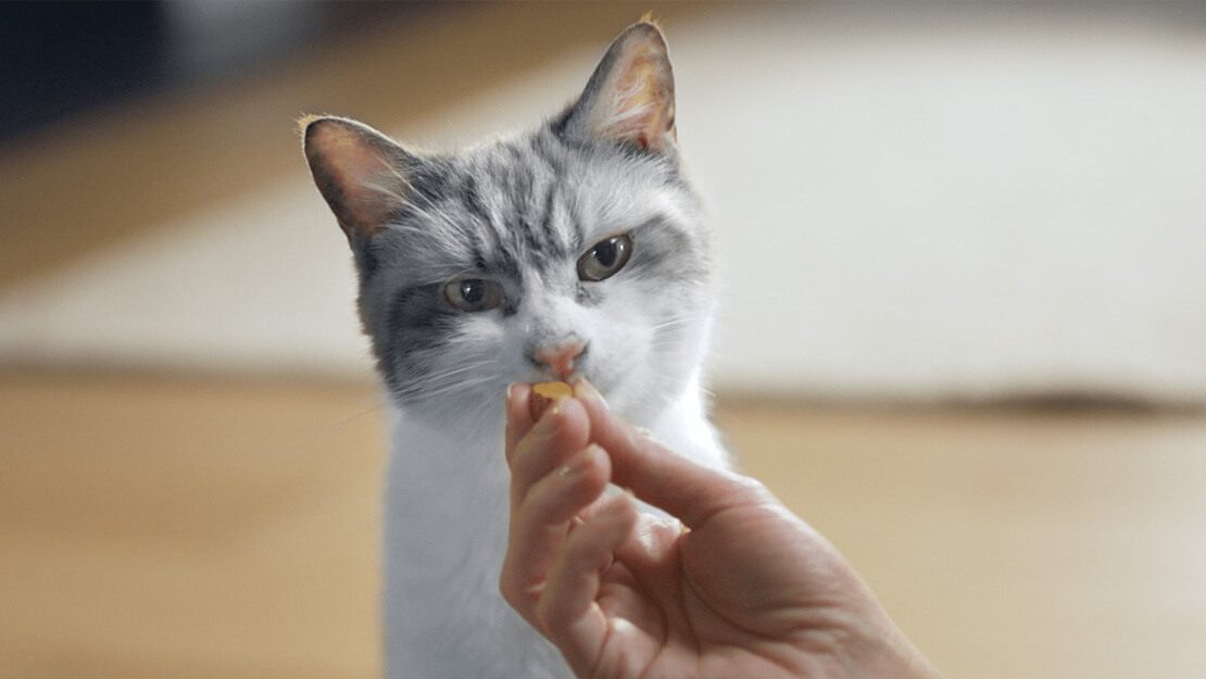 Snacks dentali per gatti