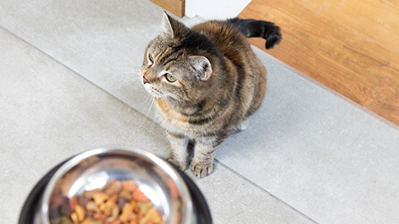 Gamma di cibo per gatti secchi Purina