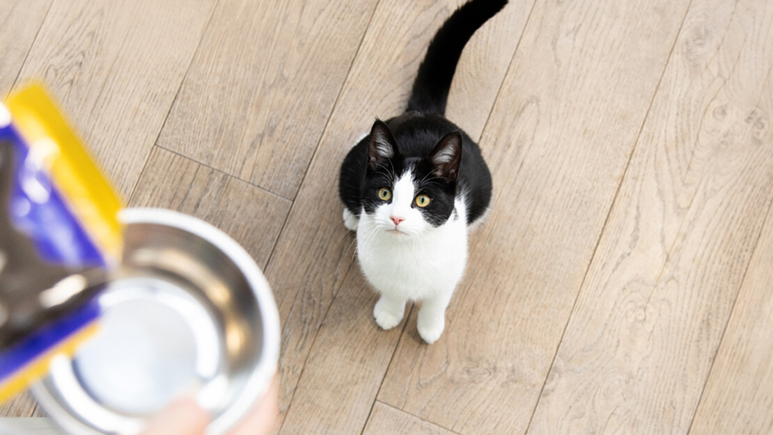 Cibo umido per gattini