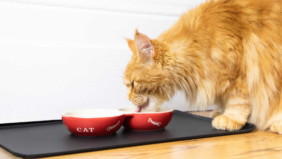 Pagina di quotazione renale renale di cibo per gatti