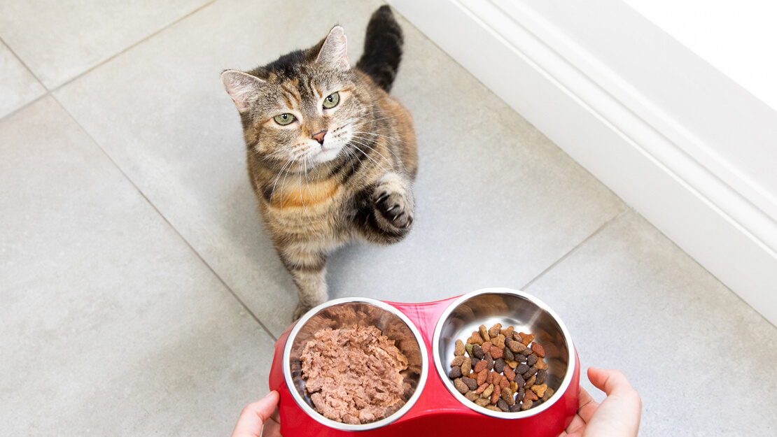 Pagina di quotazione alimentare per gatti