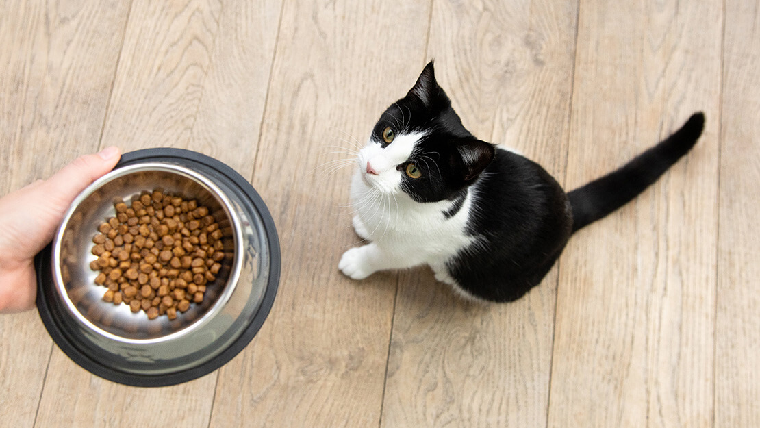 Prodotti grain-free per gatti