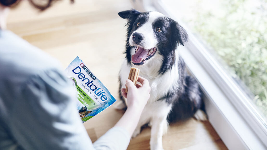 Pagina di elenco del cibo per cani Dentalife