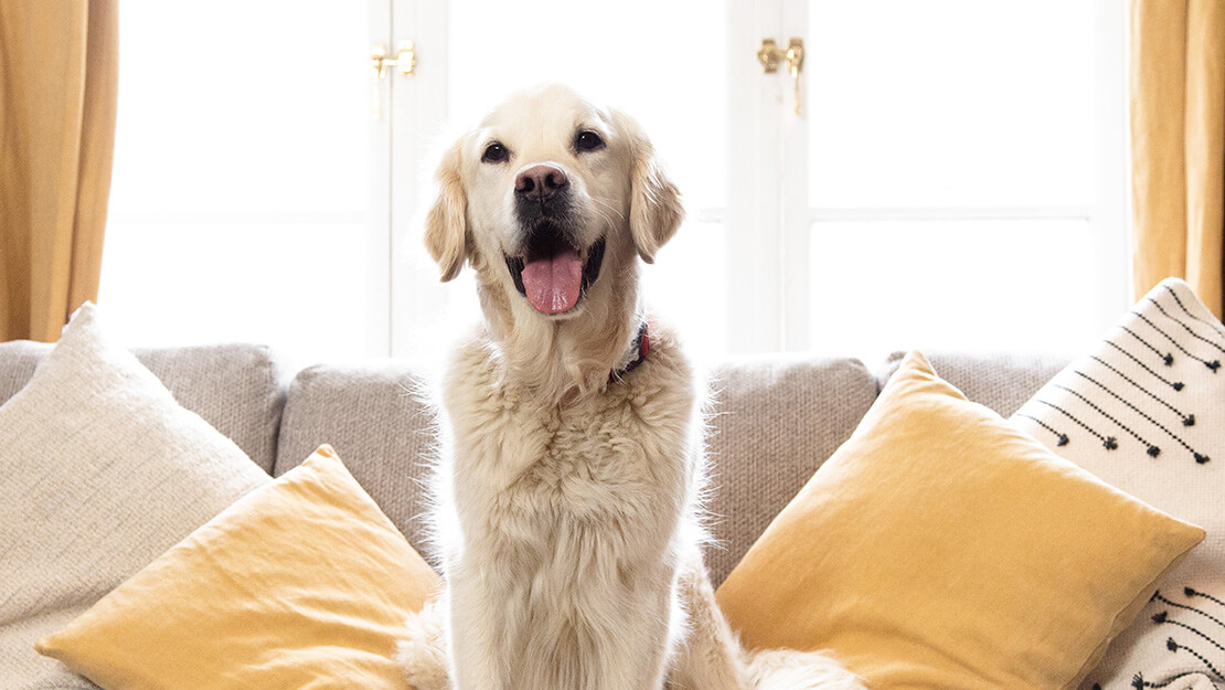 Prodotti dietetici per cani