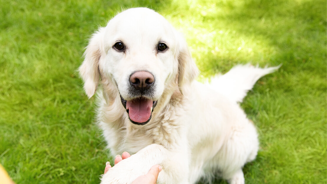 Pagina della quotazione di grandi dimensioni del cibo del cane