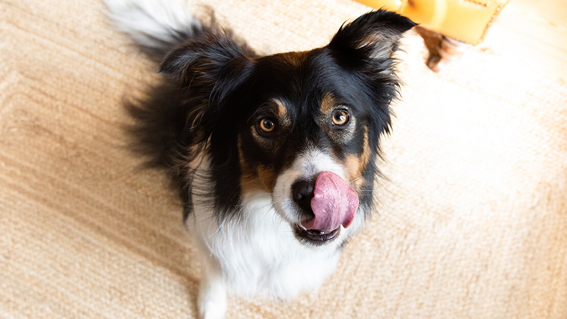 Prodotti per cani con digestione sensibile