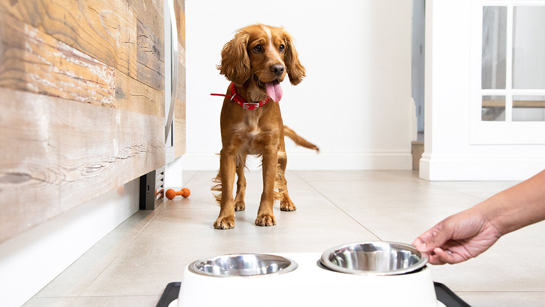 Pagina di quotazione gastrointestinale del cibo per cani