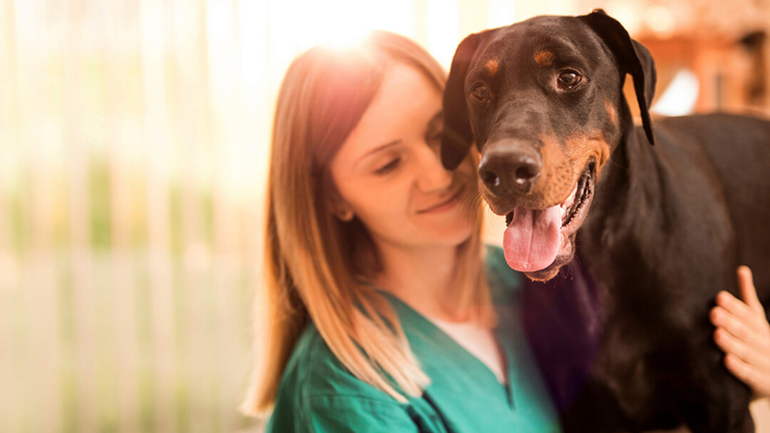 Vet with greyhound