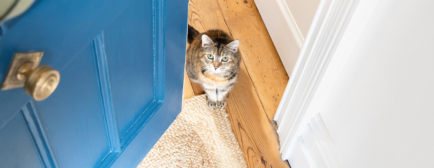 Apertura della porta blu al gatto seduto sul pavimento di legno