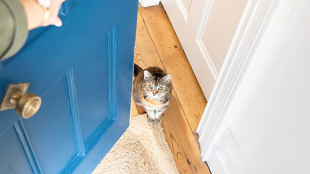 Apertura della porta blu al gatto seduto sul pavimento di legno