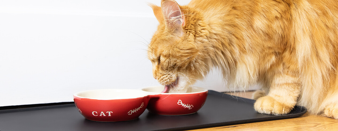 Gatto che mangia dalla ciotola rossa