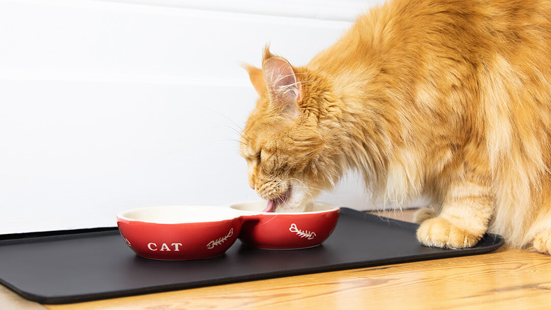 Gatto che mangia dalla ciotola rossa