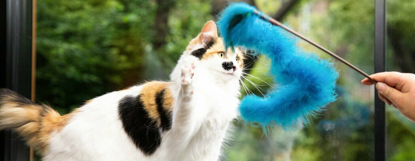 Patch Colorato Gatto che gioca con il giocattolo della pelliccia blu