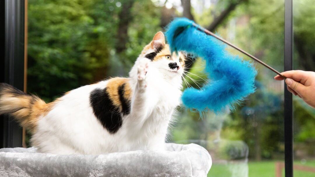Patch Colorato Gatto che gioca con il giocattolo della pelliccia blu