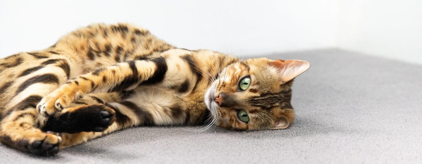 Gattino del Bengala con gli occhi verdi sdraiati sul tappeto