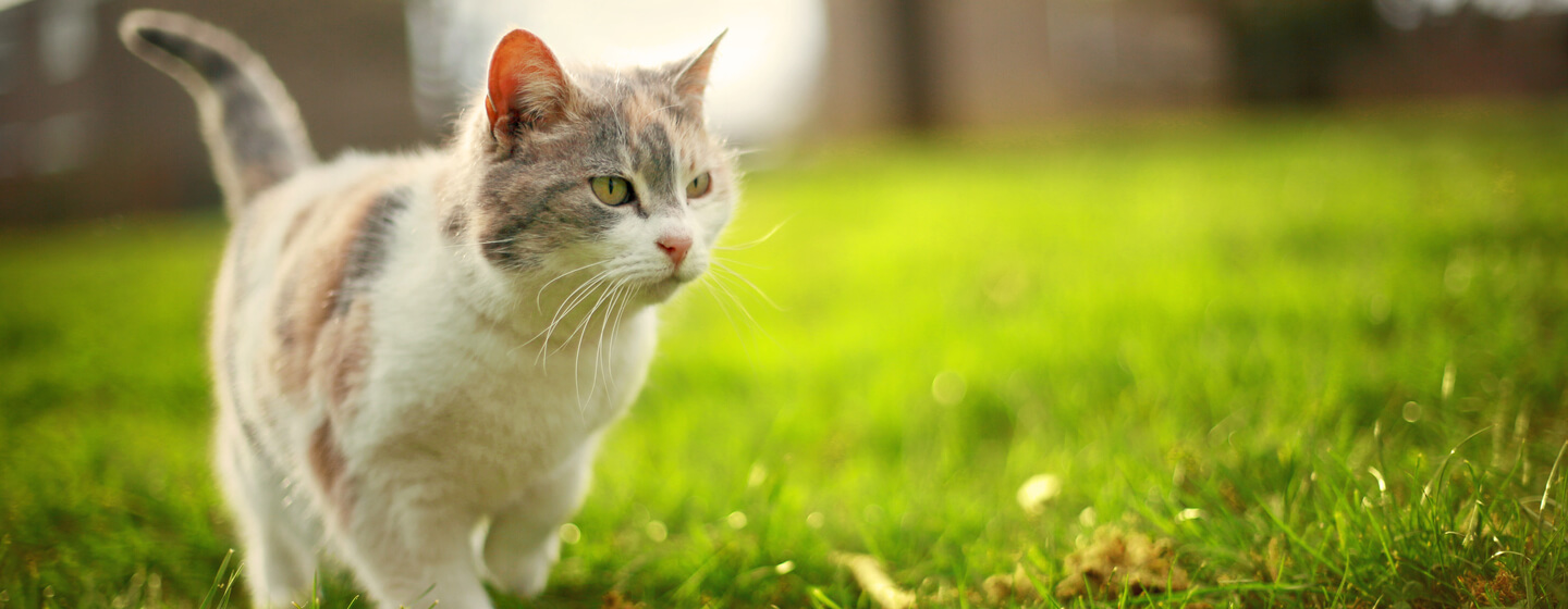 Gatto leggero frollato che cammina sull'erba.