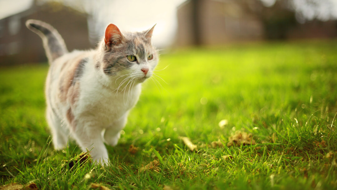 Gatto leggero frollato che cammina sull'erba.