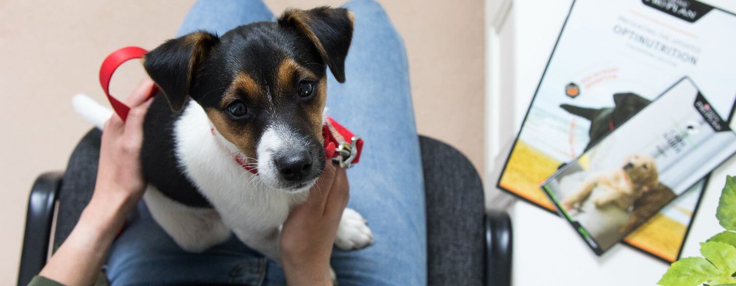 Cucciolo seduto sul giro mentre aspetta i veterinari