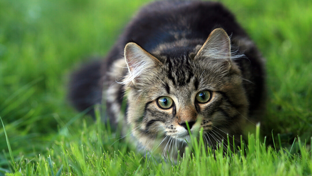 gatto accovacciato nell'erba