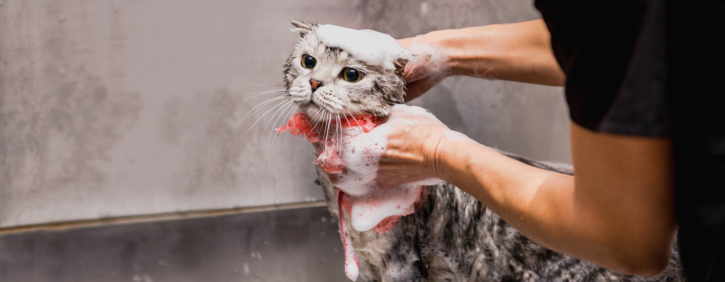 Gatto grigio che è bagnato dal proprietario