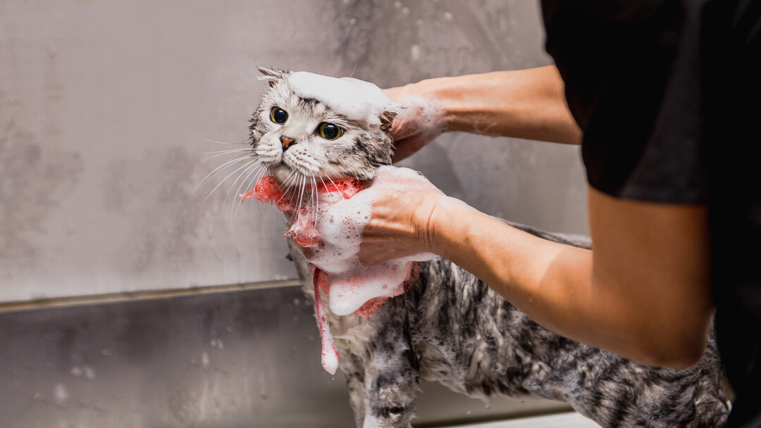 Gatto grigio che è bagnato dal proprietario