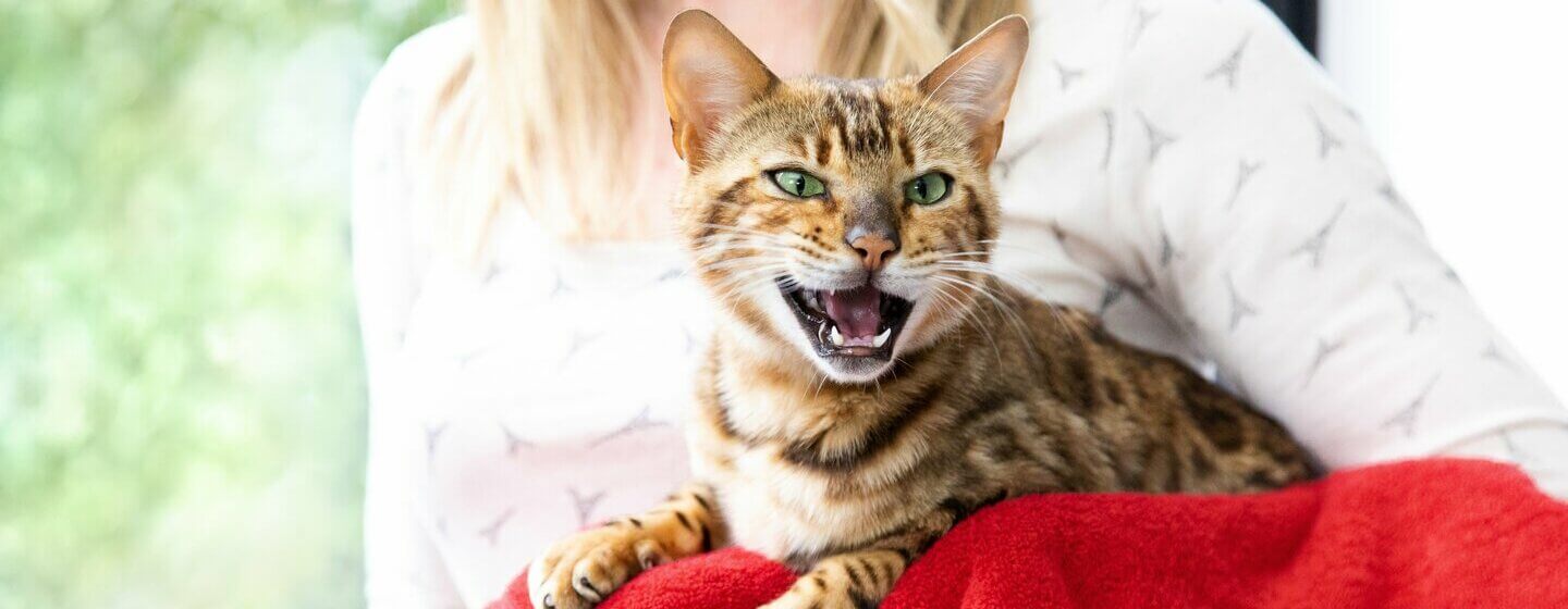 Gatto a strisce marrone che muoiono con la bocca spalancata e dei denti che mostrano.